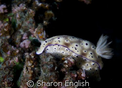 Chromodorididae -  Tryon's Risbecia

 by Sharon English 